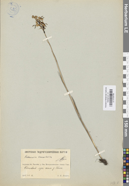 LE 01033790