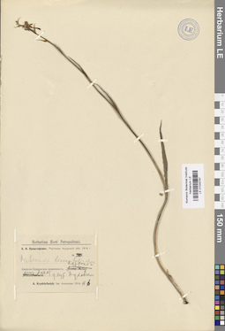 LE 01033797