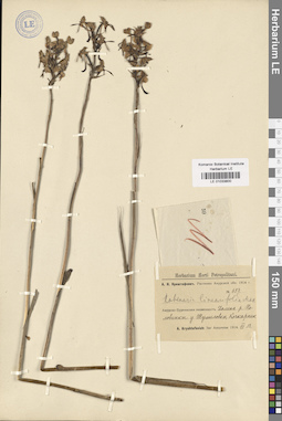 LE 01033800