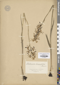 LE 01033817