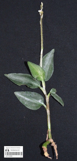 LE 01124536