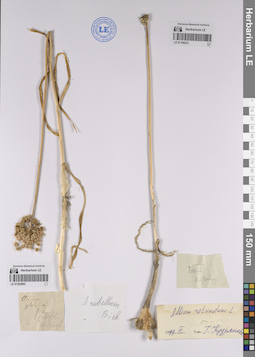 LE 01160221
