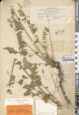 LE 01083432