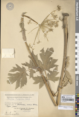 LE 01082777