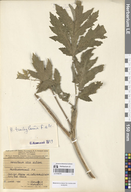 LE 01082781