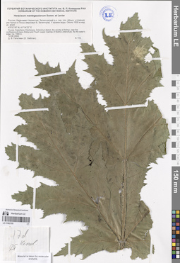 LE 01082785