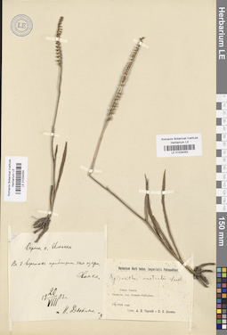 LE 01034054