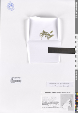 LE 01259794