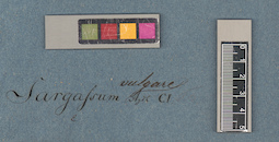 LE A0003776