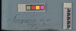 LE A0003788