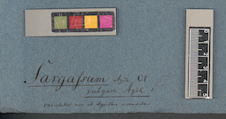 LE A0003797