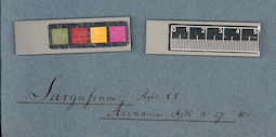 LE A0003885