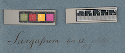 LE A0003904