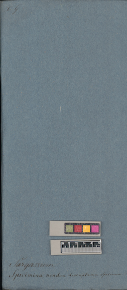 LE A0003955