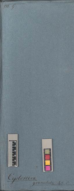 LE A0004365