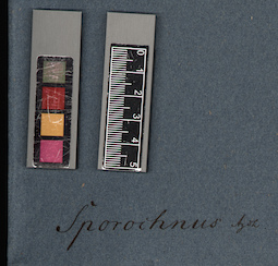 LE A0005218