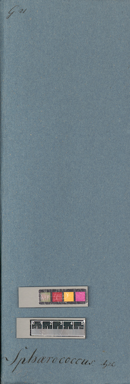 LE A0005515
