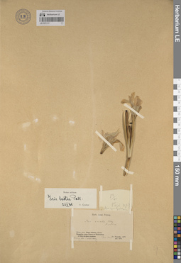 LE 01271117