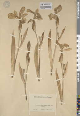 LE 01271019
