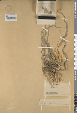 LE 01271026
