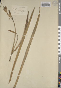 LE 01271031