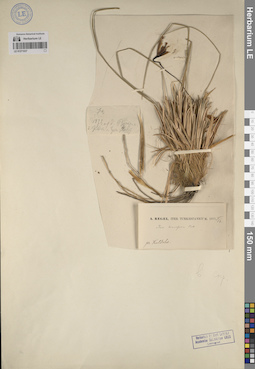 LE 01271037
