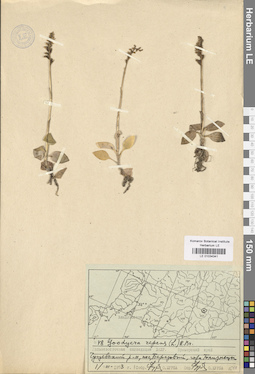 LE 01034341