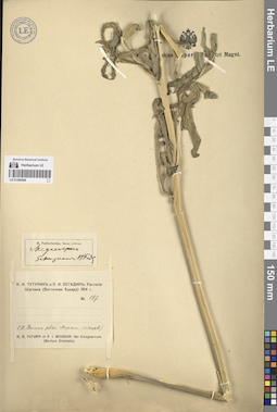 LE 01266006