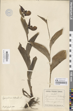 LE 01026261