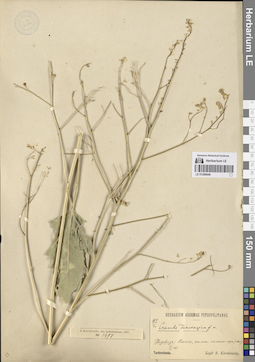 LE 01266648