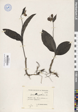 LE 01026601