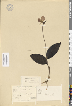 LE 01026606