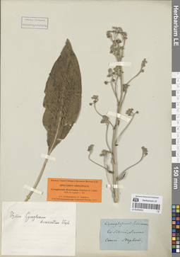 LE 01053423