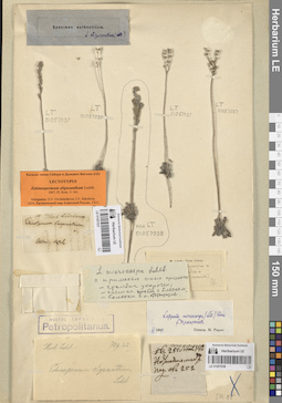 LE 01057037