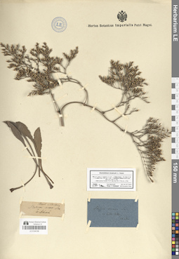 LE 01046196