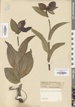 LE 01027975