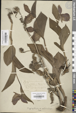 LE 01027982