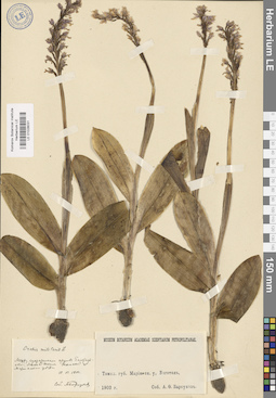 LE 01028031