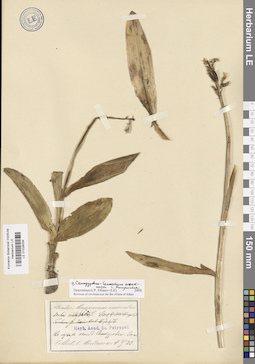 LE 01028034