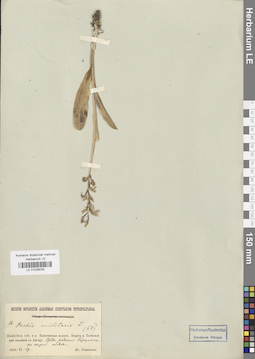 LE 01028035