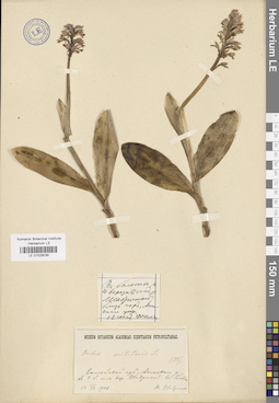 LE 01028036