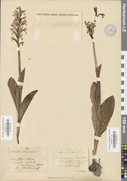 LE 01028099