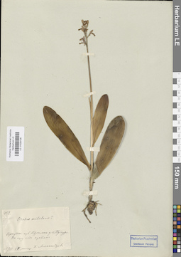 LE 01028126