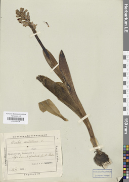 LE 01028128