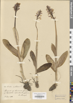 LE 01028130