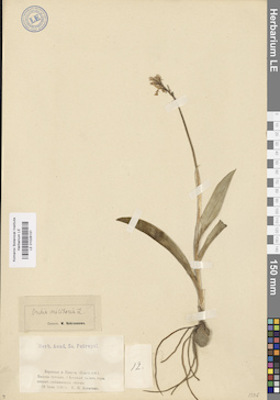LE 01028131