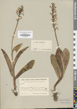 LE 01028134
