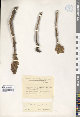 LE 01274343