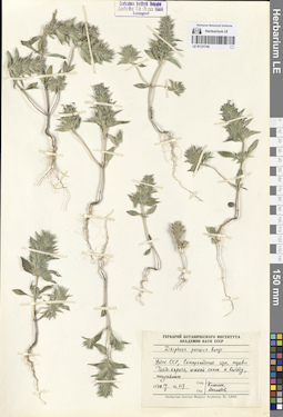 LE 01121745