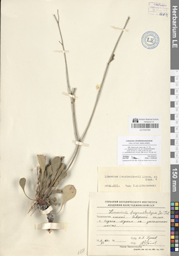 LE 01047540